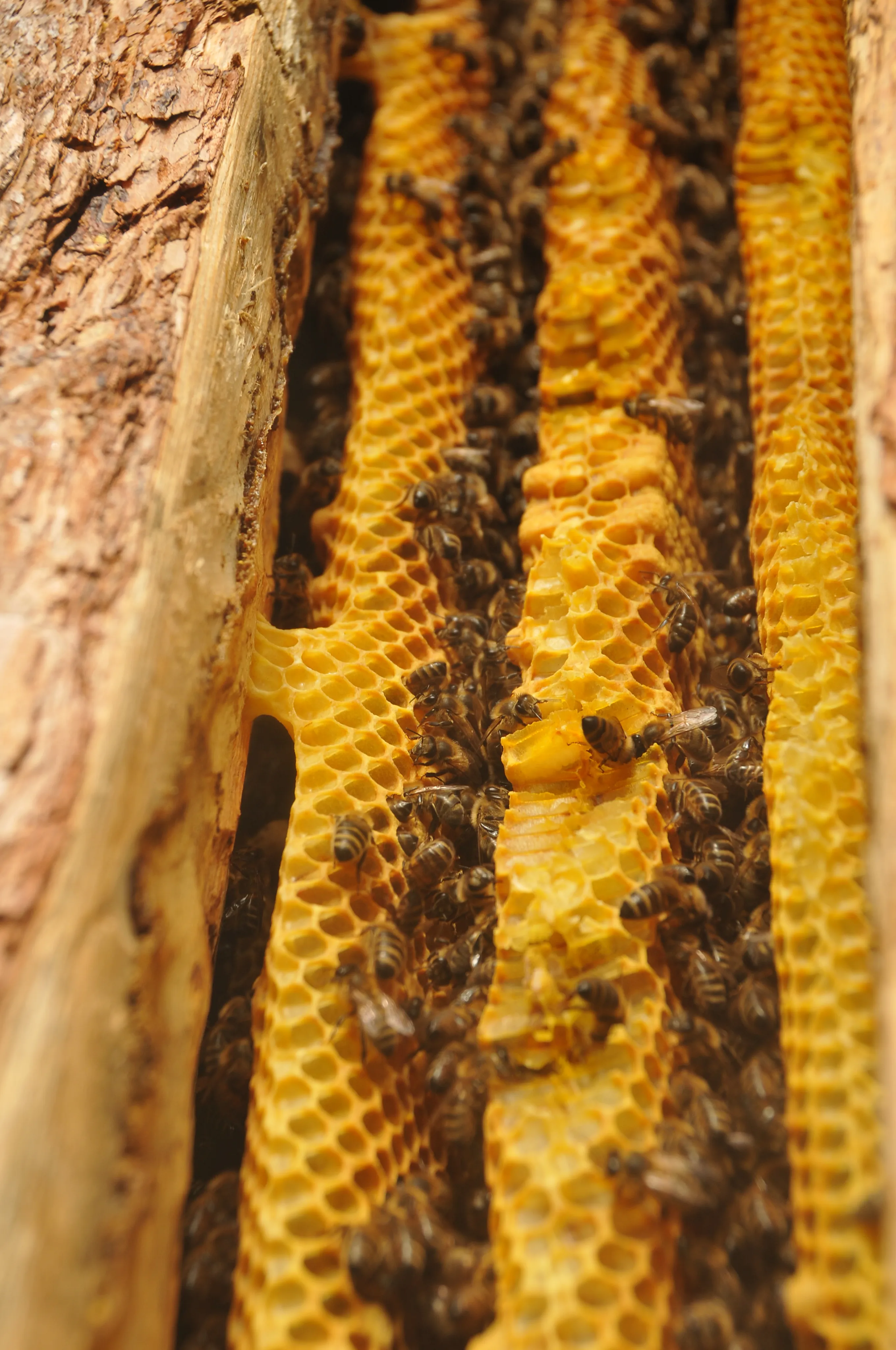 Honeycomb and bees in forest tree hollow